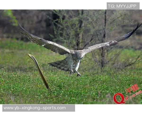 骑士老鹰末节激战平分秋色老鹰凭借7-0高潮逆转夺胜 骑士老鹰末节激战平分秋色老鹰凭借7-0高潮逆转夺胜